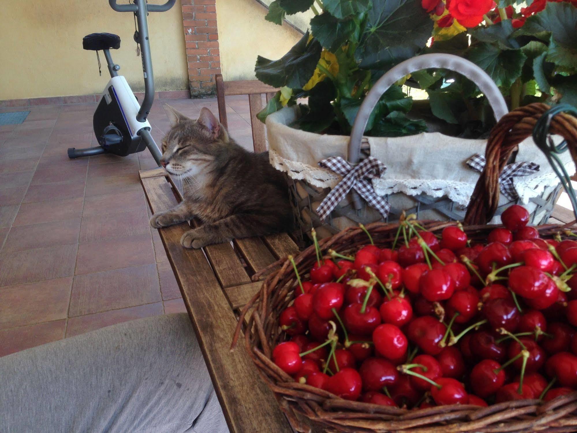 Bed and Breakfast Quattro Gatti Airasca Exterior foto